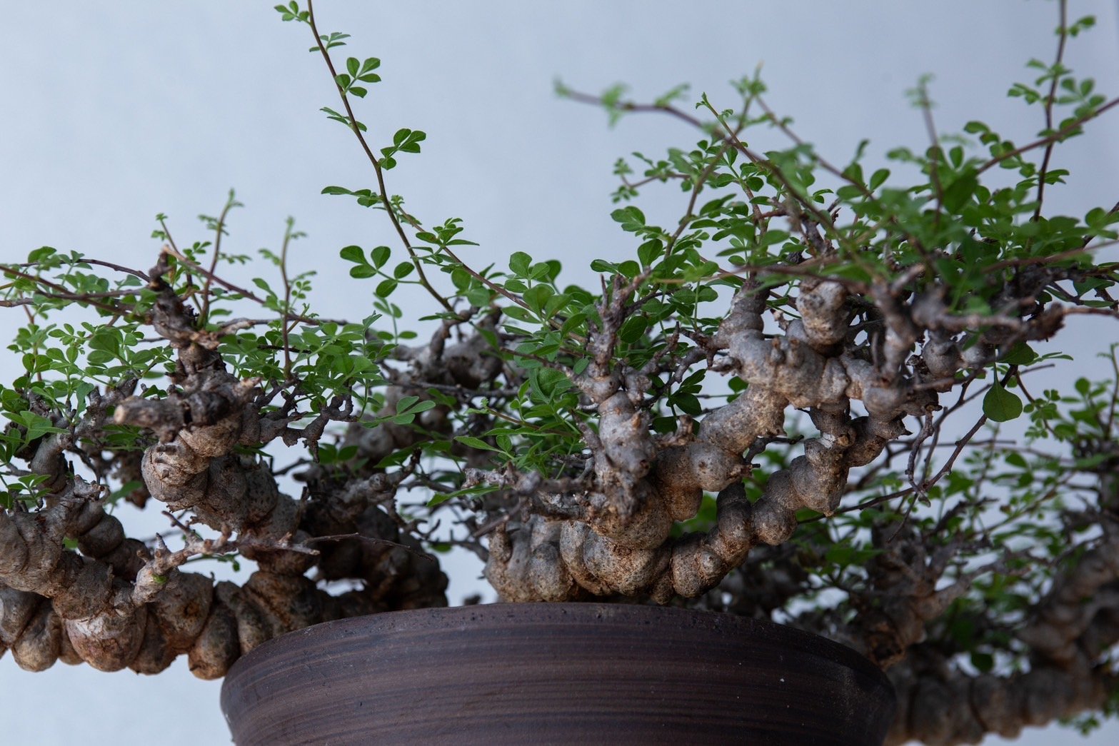 大株 灌木系 塊根植物 コミフォラ エイルCommiphora sp.Eyl original