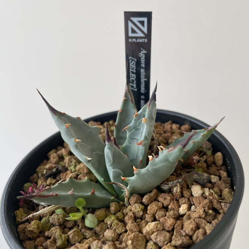 超陽炎エボリスピナ　シルバーブルーロング激ウネリ実生　ユタエンシス鉢 超陽炎エボリスピナ シルバーブルーロング激ウネリ実生