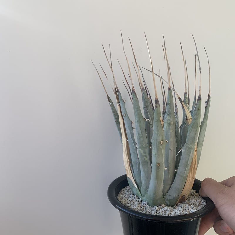 アガベ ユタエンシス エボリスピナ 陽炎 強棘 太棘 現地球 Agave 極上