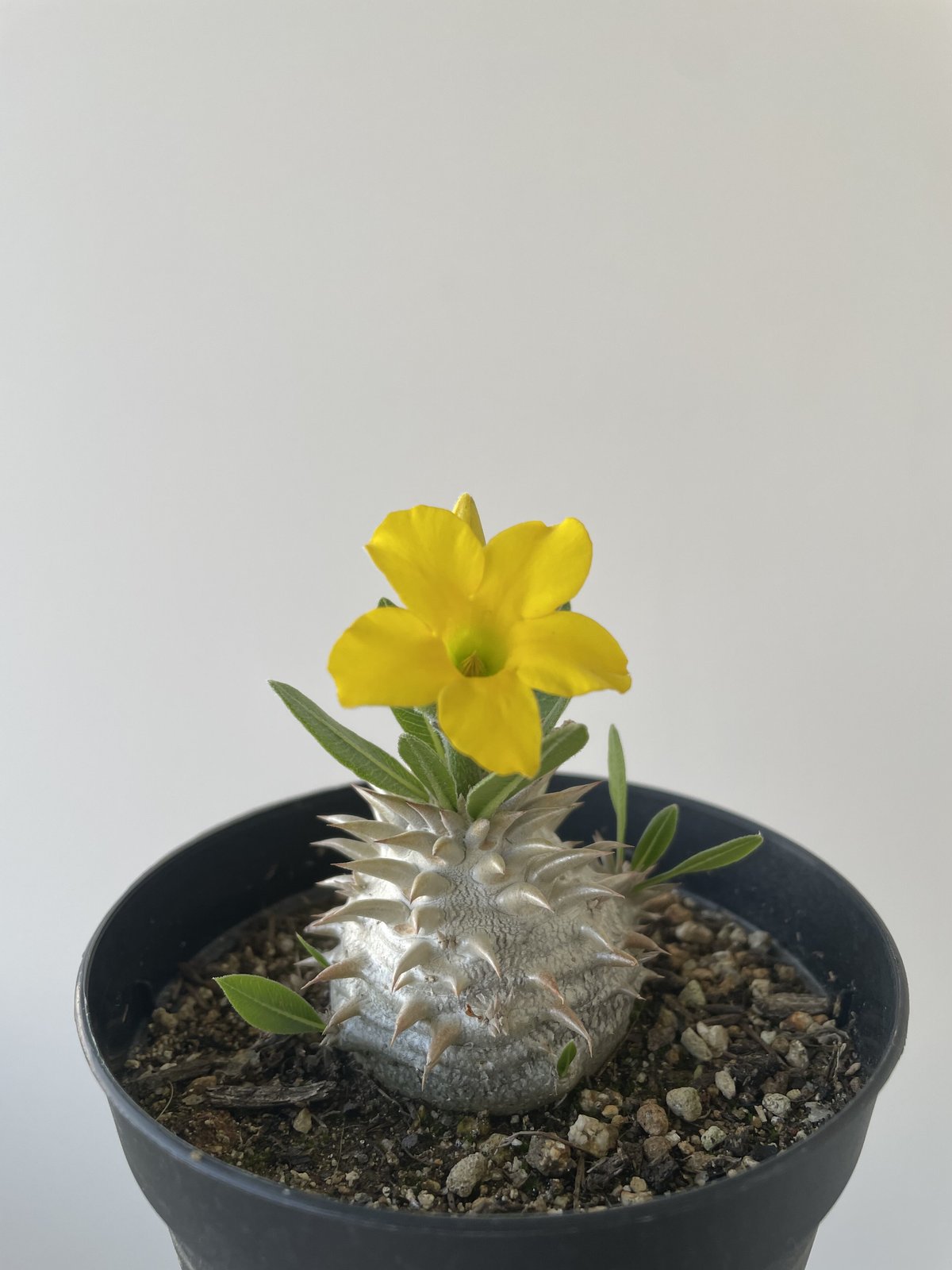 パキポディウム デンシフローラム特大株 パキポディウム デンシ