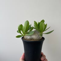 新着】Pachypodium rosulatum var. gracilius 2【まん丸短...