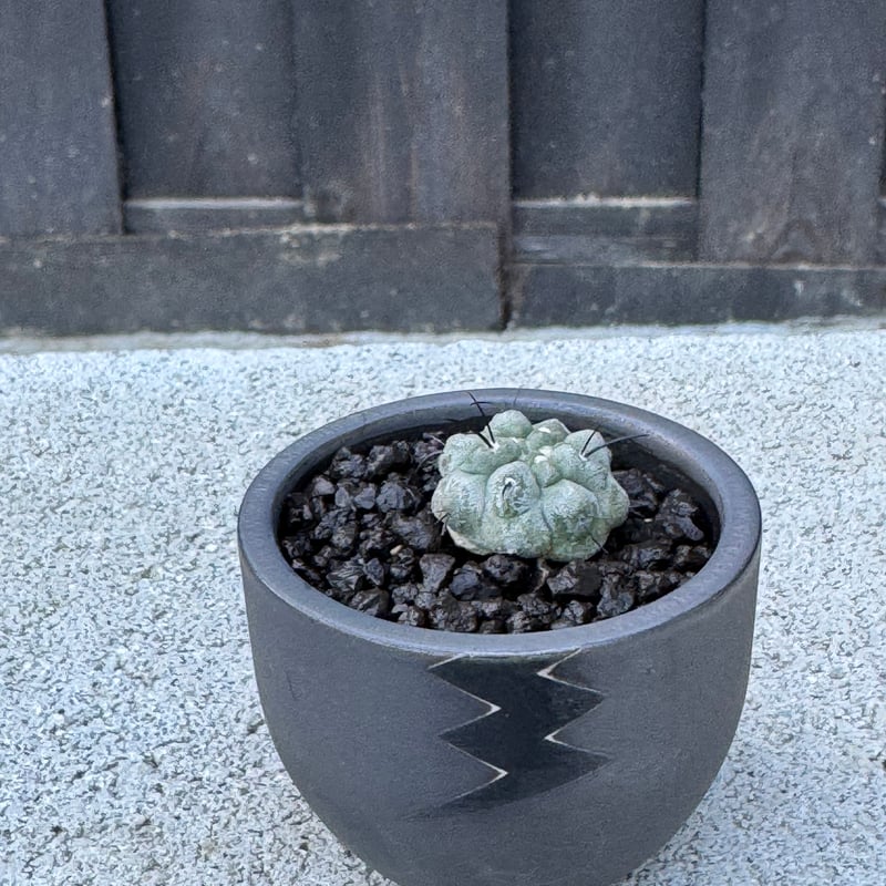 新着】Copiapoa dealbata × VALIEM BABY【俺の黒士冠】コピアポア
