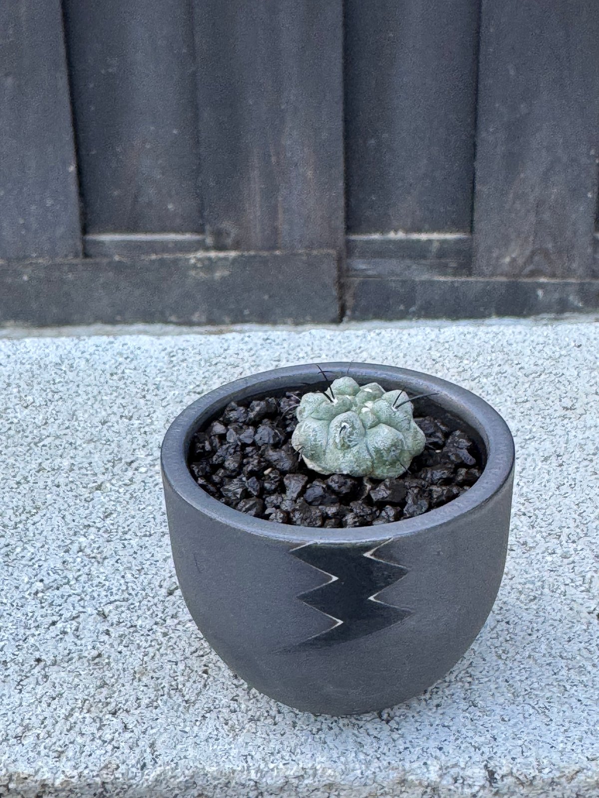 新着】Copiapoa dealbata × VALIEM BABY【俺の黒士冠】コピアポア