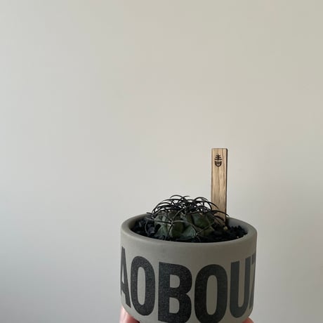 【新着・極上逸品】Copiapoa griseoviolacea 栗星玉 × aobouzu name pot【XSsize】コピアポア グリセオビオラセア