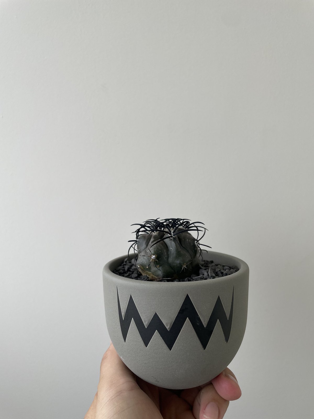 新着・極上逸品】Copiapoa griseoviolacea 栗星玉 × VALIEM 青...