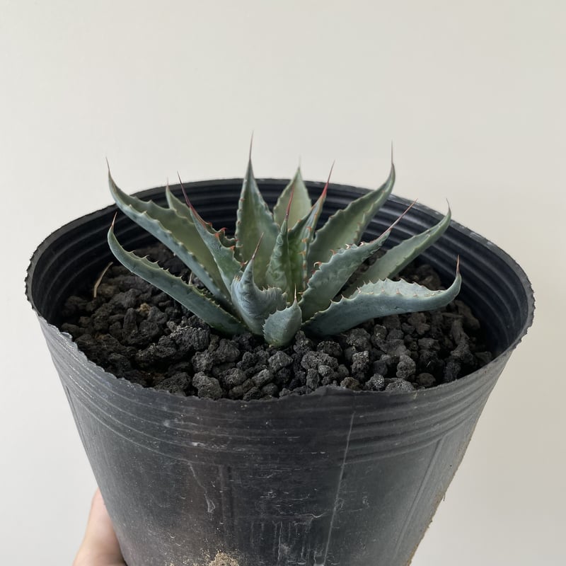 多肉植物 アガベ モンタナ 白覆輪子株 多肉植物 アガベ モンタナ 白覆輪子株 翔*様 アガベ モンタナ