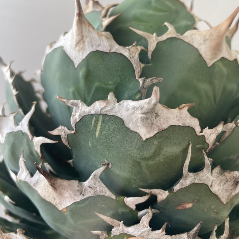 【コレクション株】ノーネーム　ボールタイプ　アガベ アガベ チタノタ ノーネームボールタイプ 直子株① - メルカリ