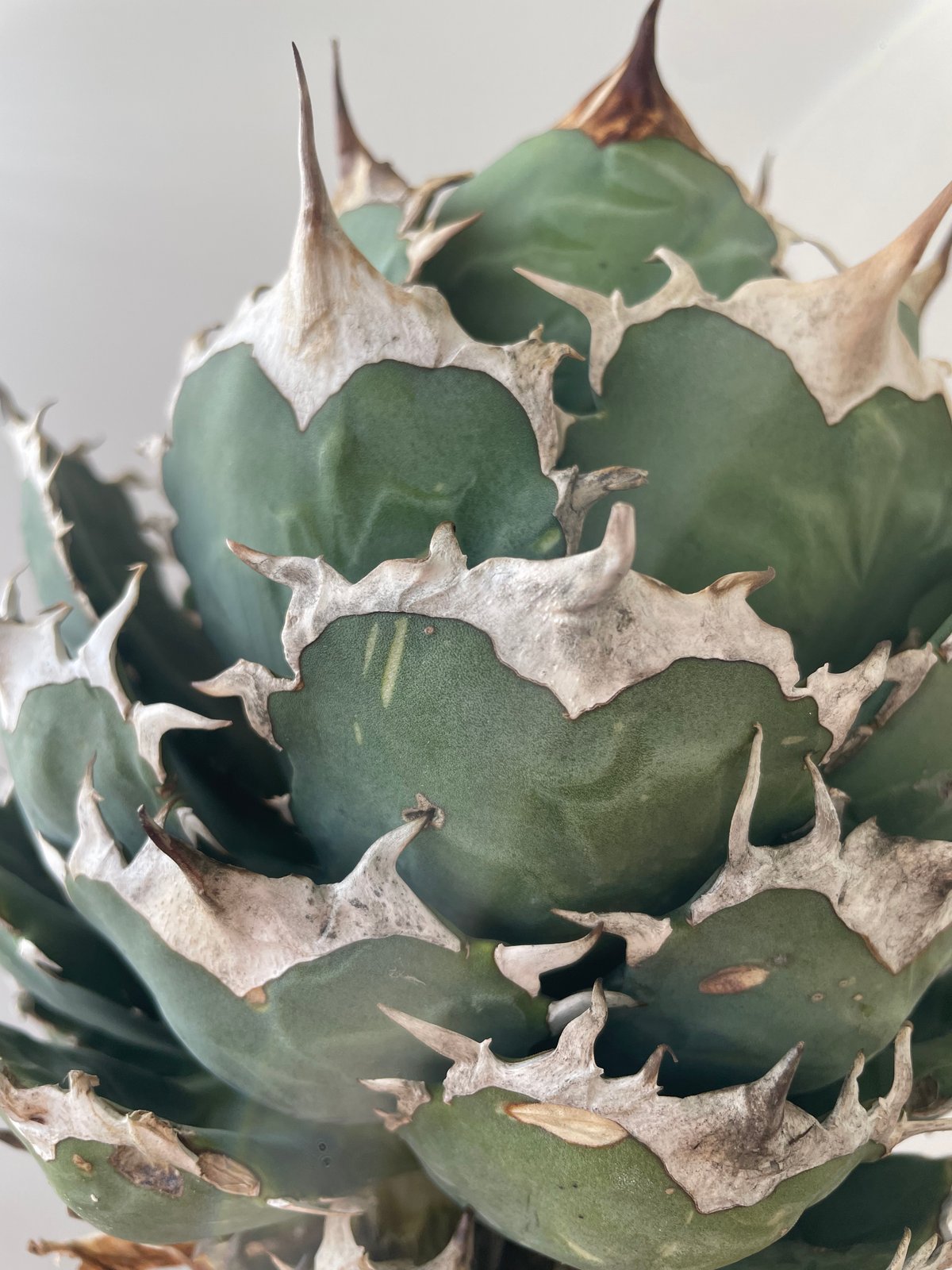 新着・極上逸品】Agave titanota No name【イタリアからの選抜