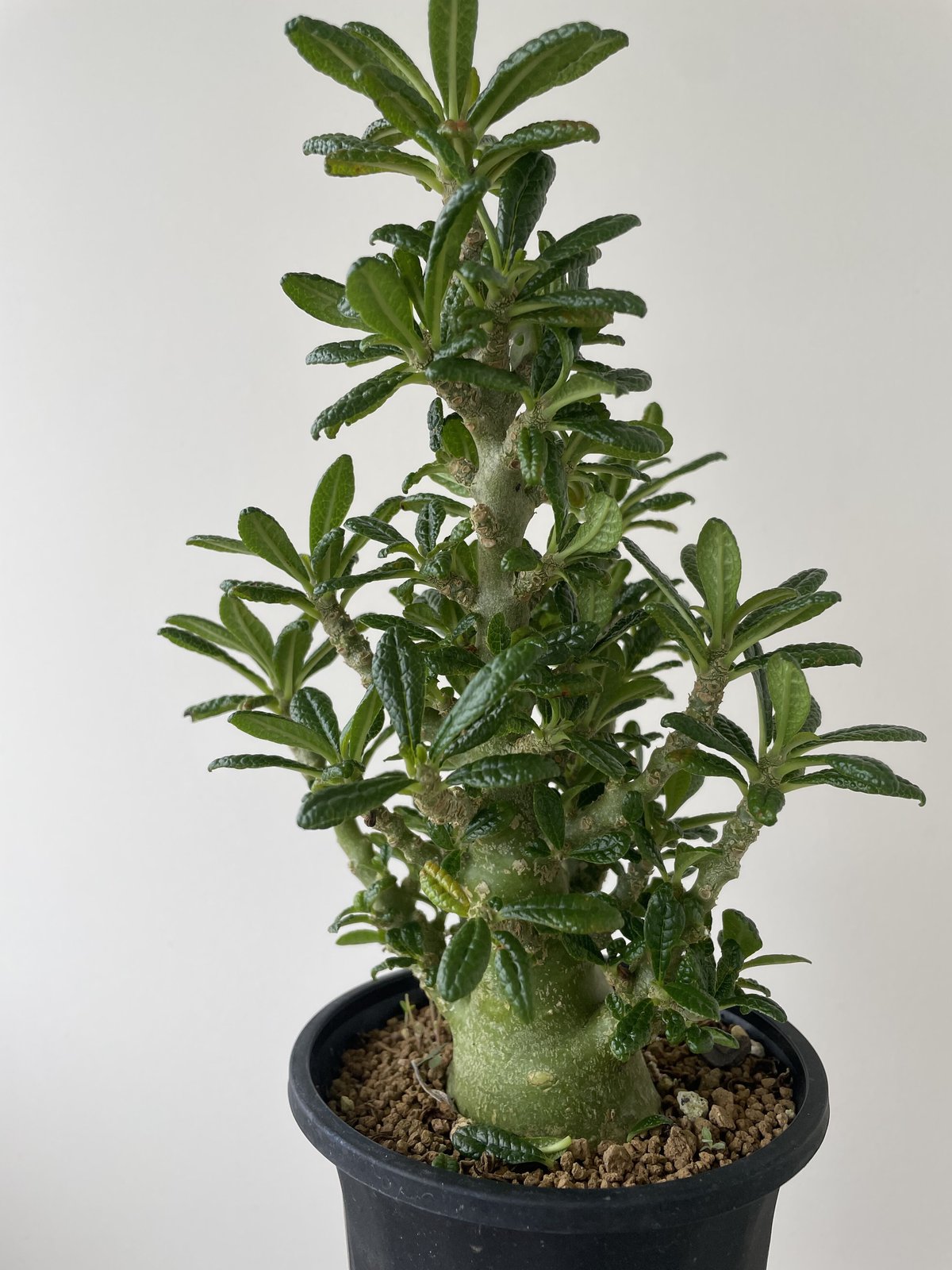 【レア 塊根植物】ドルステニアギガス ブラータ 美株 良樹形 鉢ごとメルカリ便 ドルステニア ギガス ブラータ 【挿し木】 新葉展開中 発根済
