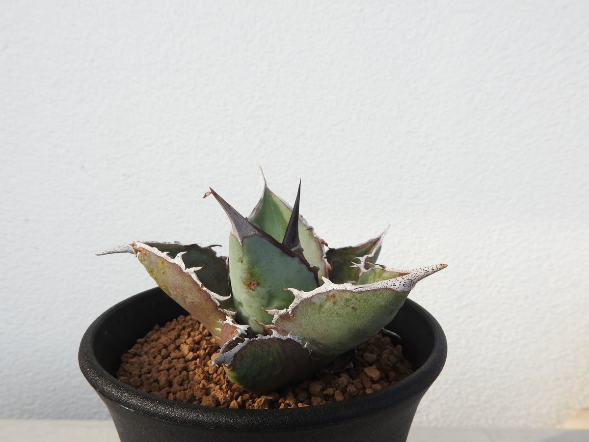 アガベ チタノタ IVORY w.a coyote血統 大白鯊 アイボリー