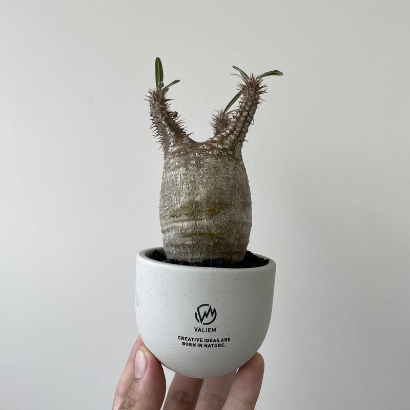 Valiem 鉢 XS バリエム VALIEM 鉢 L グラキリス アガベ パキプス タグ付き-