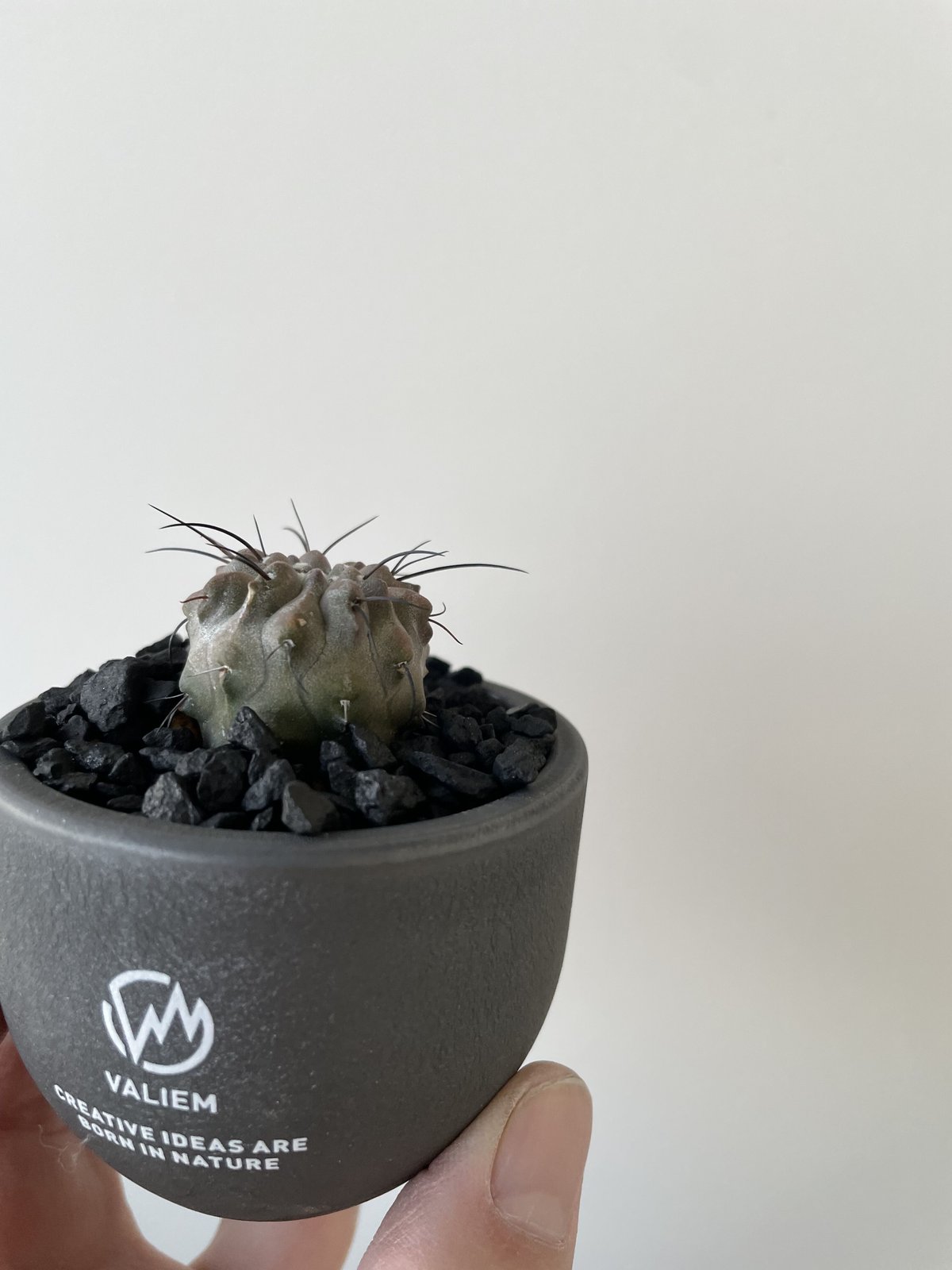 新着】Copiapoa dealbata 2 × VALIEM BABY【XXSsize】コ...