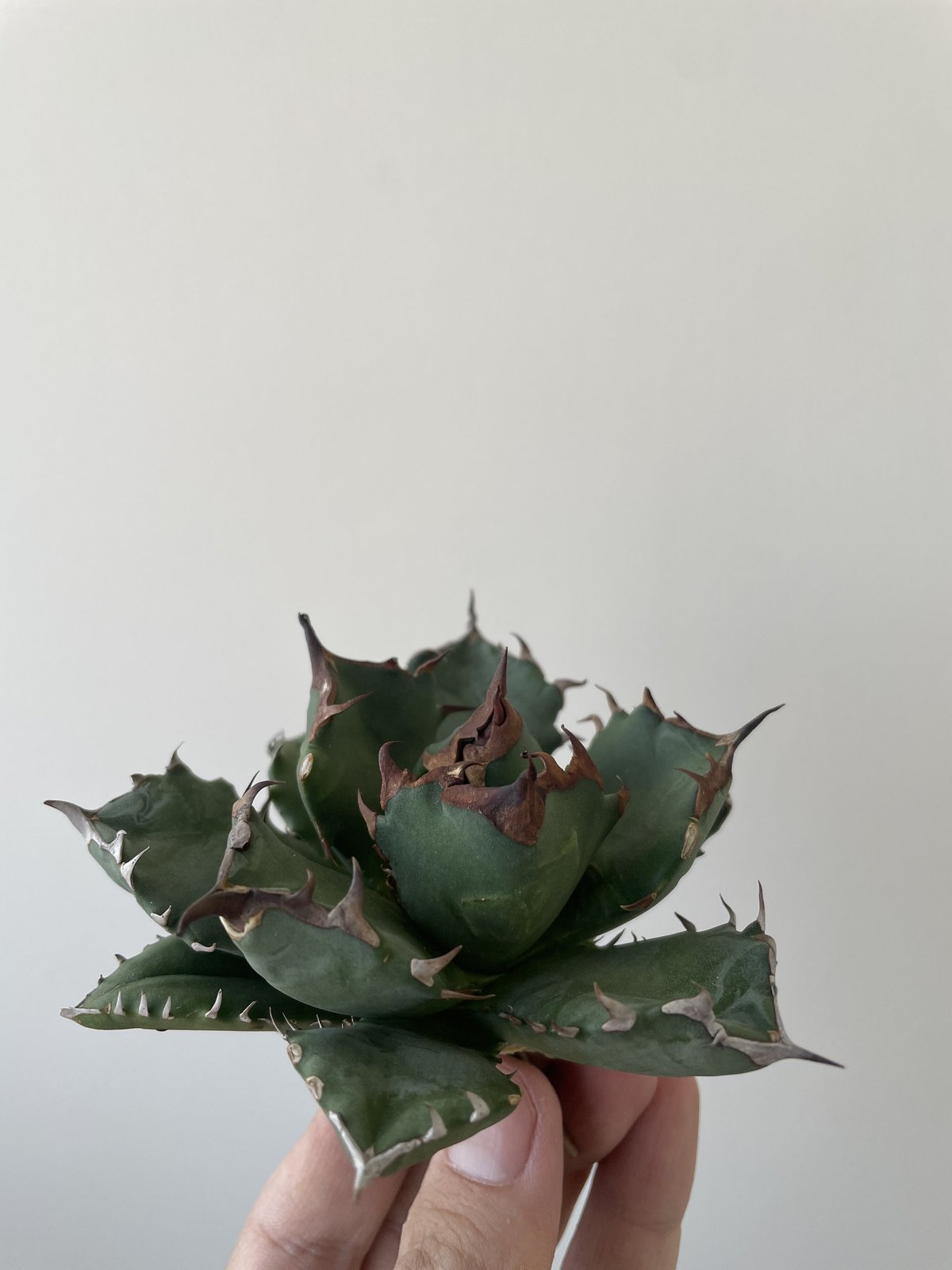 新着】Agave titanota 姫厳竜【コンパクトに仕上がる選抜株】アガベ ...