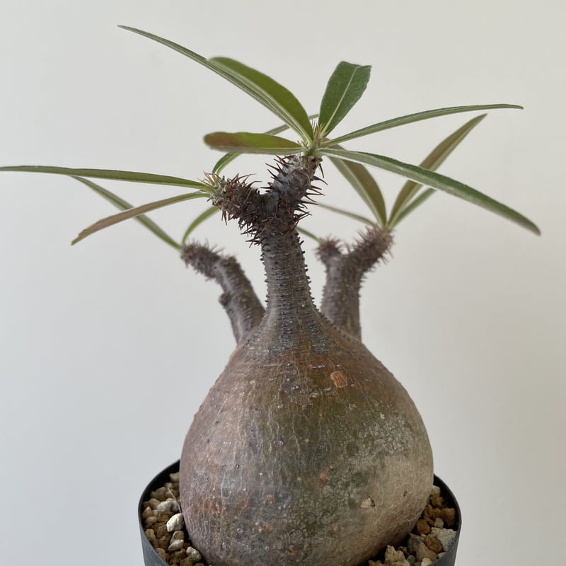 新着】 Pachypodium Gracilius【手乗りサイズ・現地球発根済み