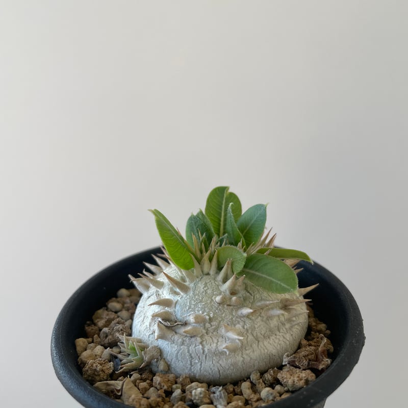 新着】Pachypodium brevicaule 1 恵比寿笑い 【黄色花が可愛い扁平な塊