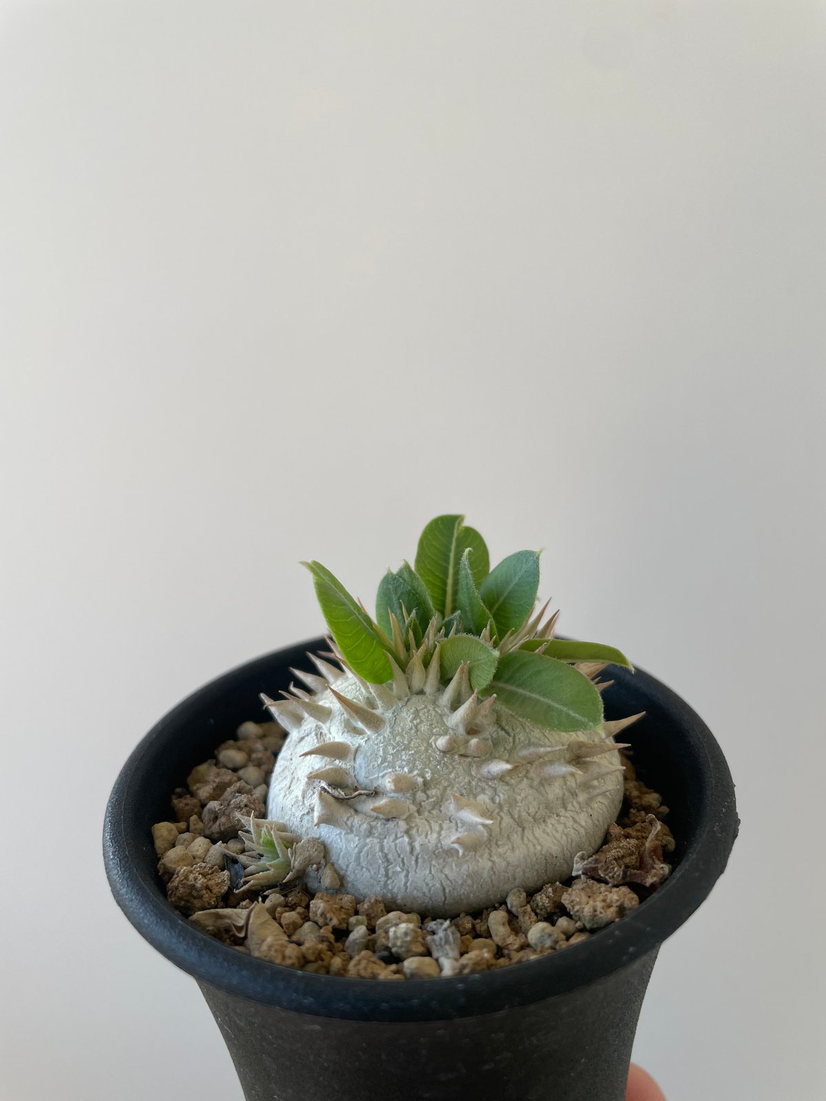 【colorful様向け】パキポディウム ブレビカウレ 自宅採種種子 100粒 自家採取】 Pachypodium brevicaule クリーム花 and