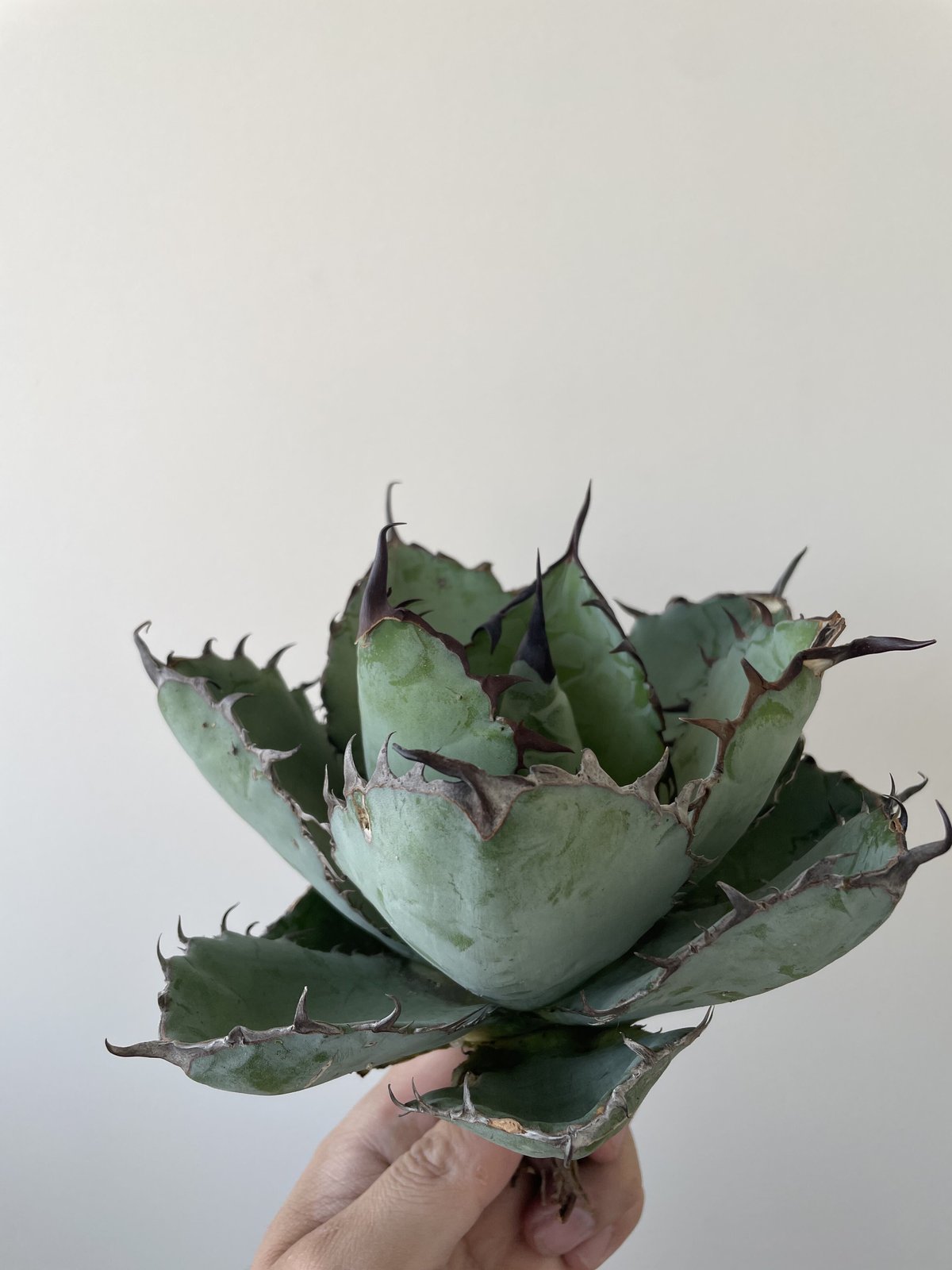 新着】Agave titanota black and blue【見応え抜群の大株】アガベ ...