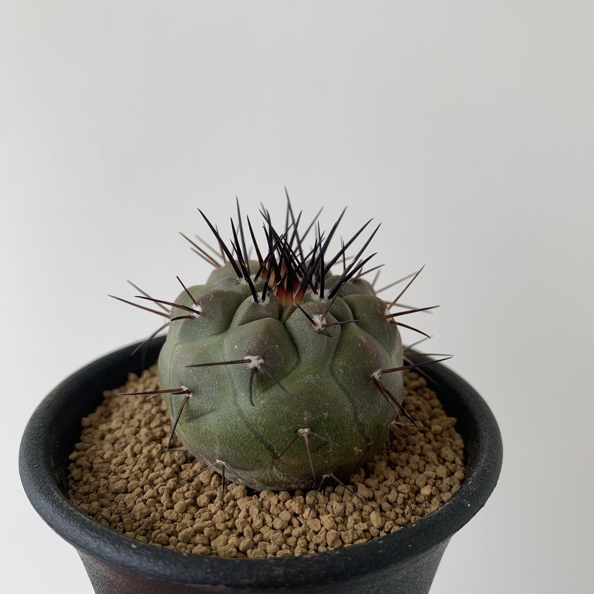 新着】Copiapoa cinerea1【黒王丸・選抜実生】コピアポア・シネレア