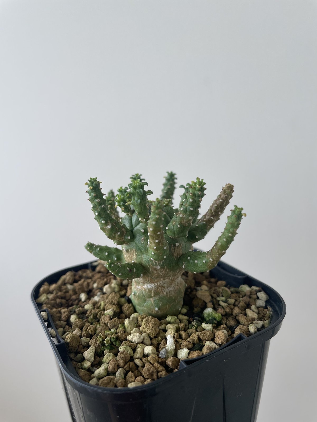 【新着】Euphorbia gamkensis ユーフォルビア ガムケンシス【分岐ありの小さめ株】 ユーフォルビア ガムケンシス