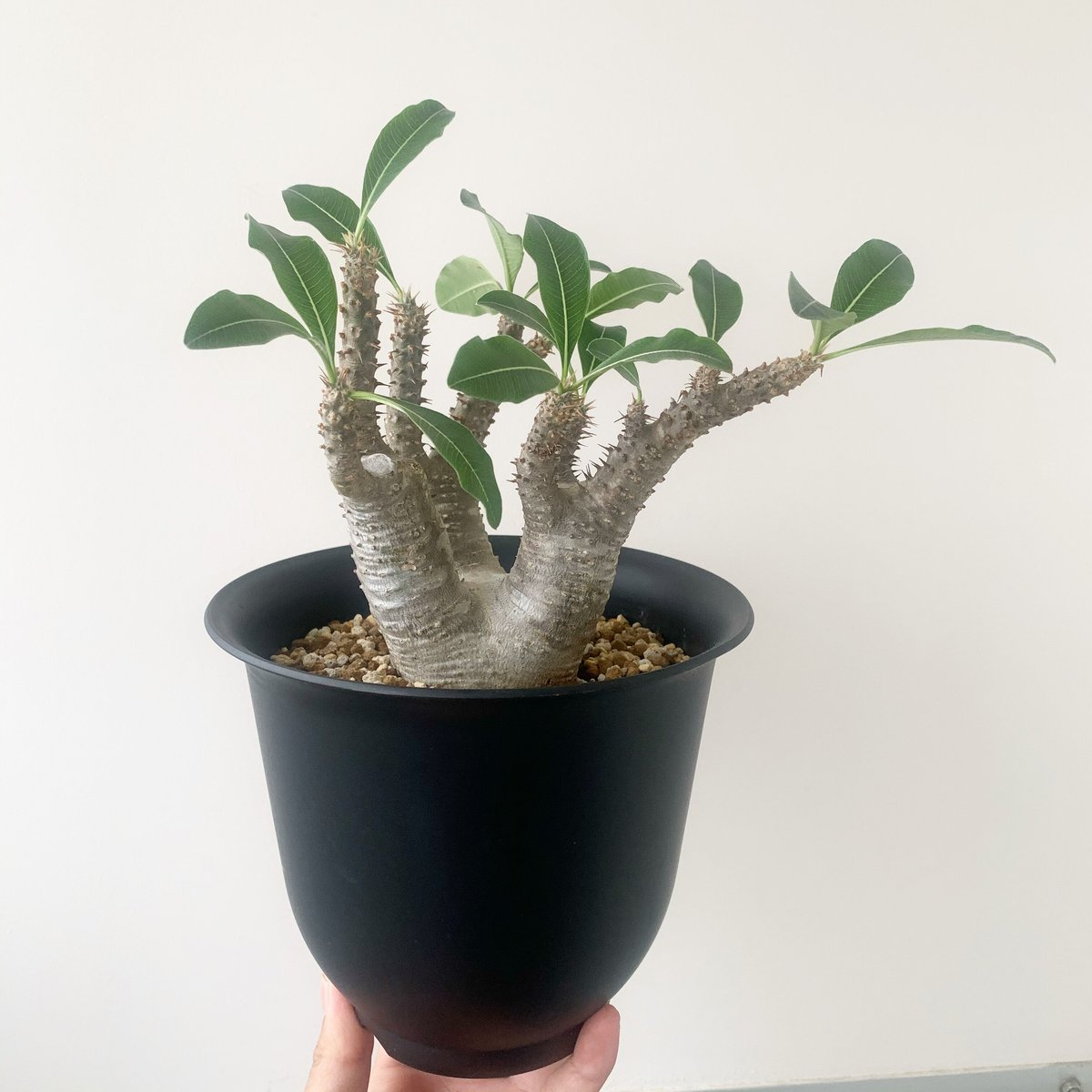 買い保障できる マカイエンセ 極小 現地球 植物/観葉植物 ...