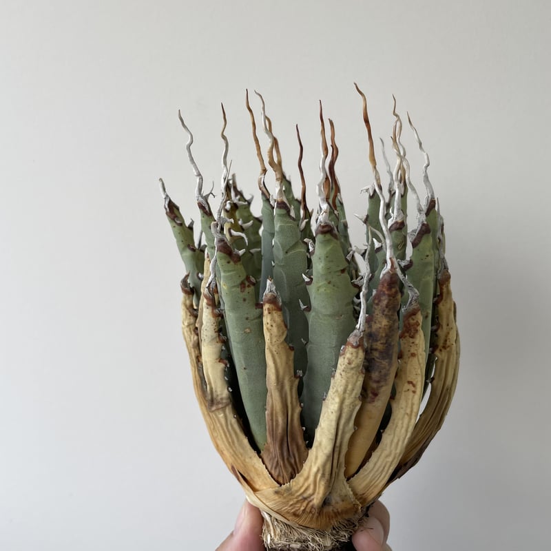 ◾️エボリスピナ陽炎⑥◾️エグいうねり 陽炎 ホワイトスパイン 発根管理中 ◾️エボリスピナ陽炎⑥◾️エグいうねり 陽炎 ホワイトスパイン 発根