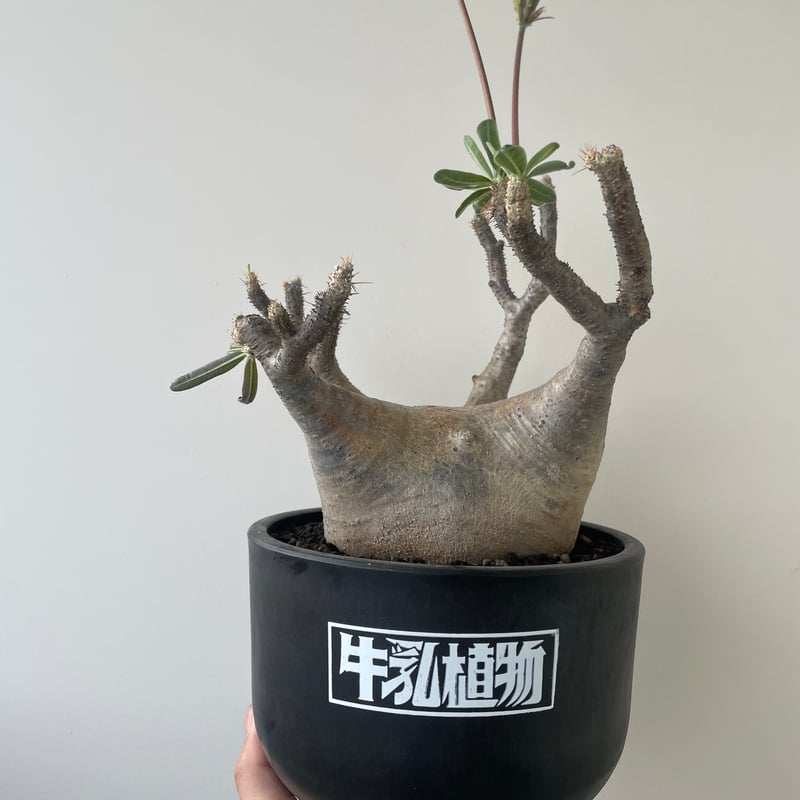 新着】Pachypodium Gracilius × 牛乳植物【開花寸前の扁平モンスター