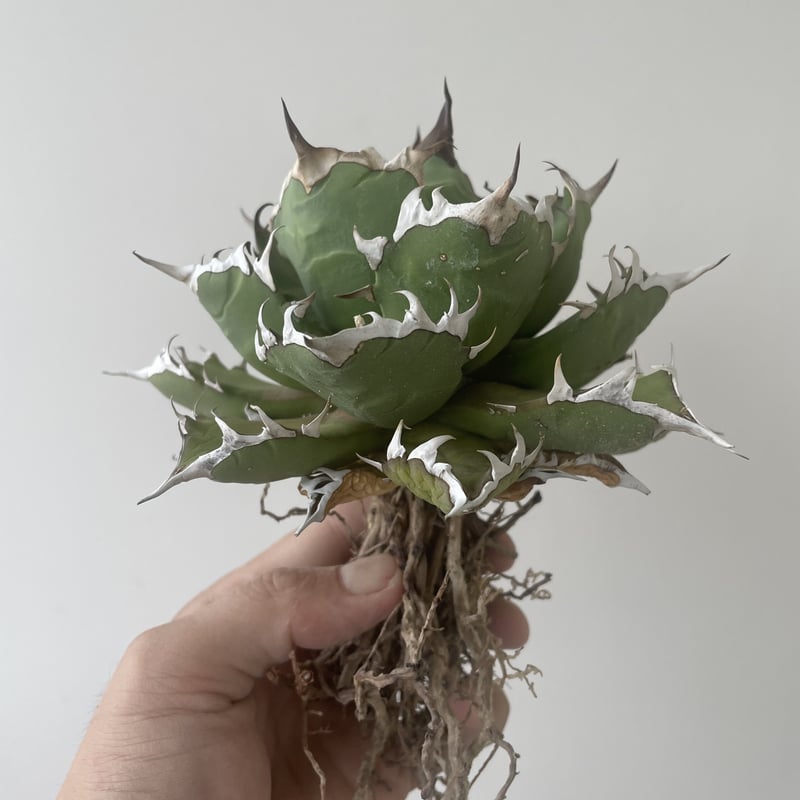 【親株コレクション】SAD アガベ　チタノタ　sad 親株コレクション】SAD アガベチタノタsad