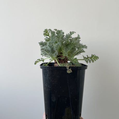 【新着】Pelargonium appendiculatum 4【コスパ良し・冬型の塊根植物】ペラルゴニウム アッペンディクラツム