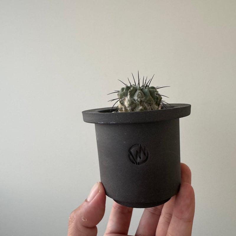 黒士冠＆valiem 新着】Copiapoa dealbata × VALIEM GHOST【俺の黒士冠】コピアポ