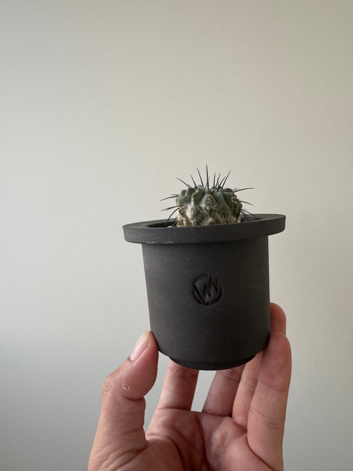 新着】Copiapoa dealbata × VALIEM GHOST【俺の黒士冠】コピアポ 新着】Copiapoa dealbata × VALIEM GHOST【俺の黒士冠】コピアポ