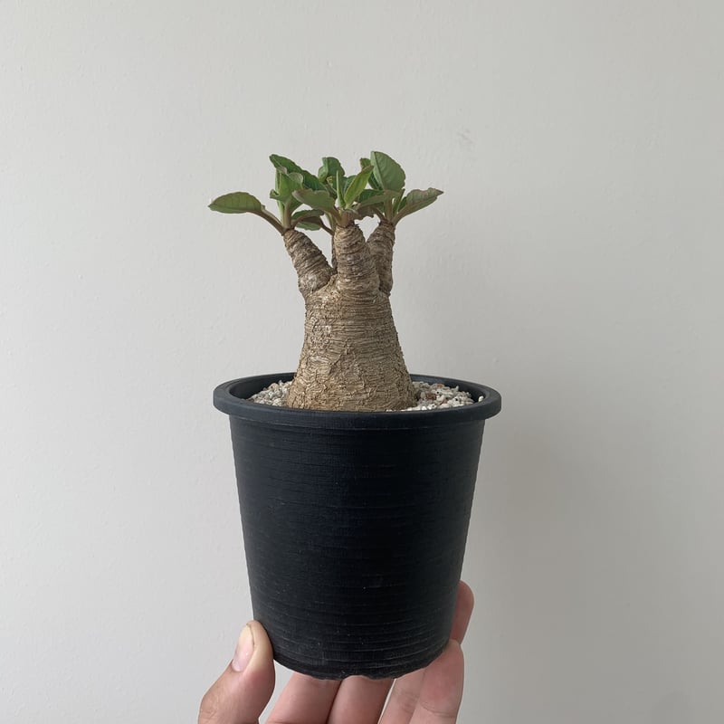 短枝 むちむち モンスター 小鉢 ユーフォルビア フィッシュボーン 明 