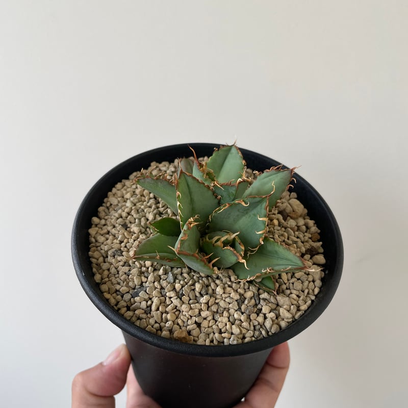 新着】Agave titanota filigree【特選のダブルヘッド】アガベ チタノタ