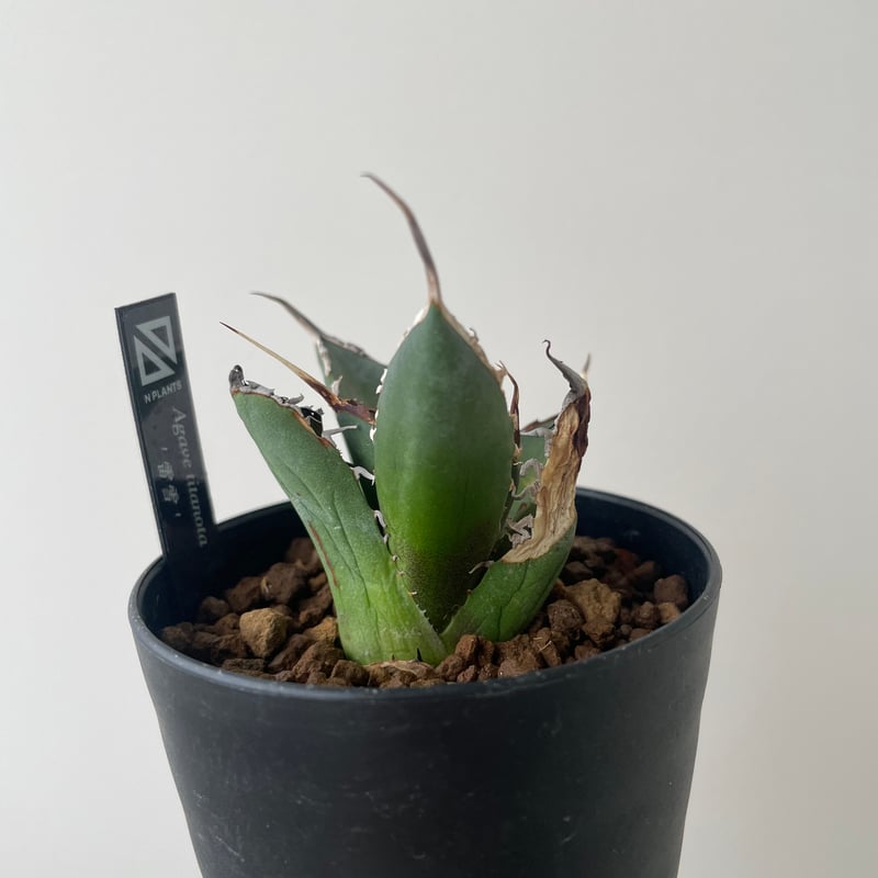 新着】Agave titanota 雷雪【N PLANTS産の極上苗】アガベ チタノタ |