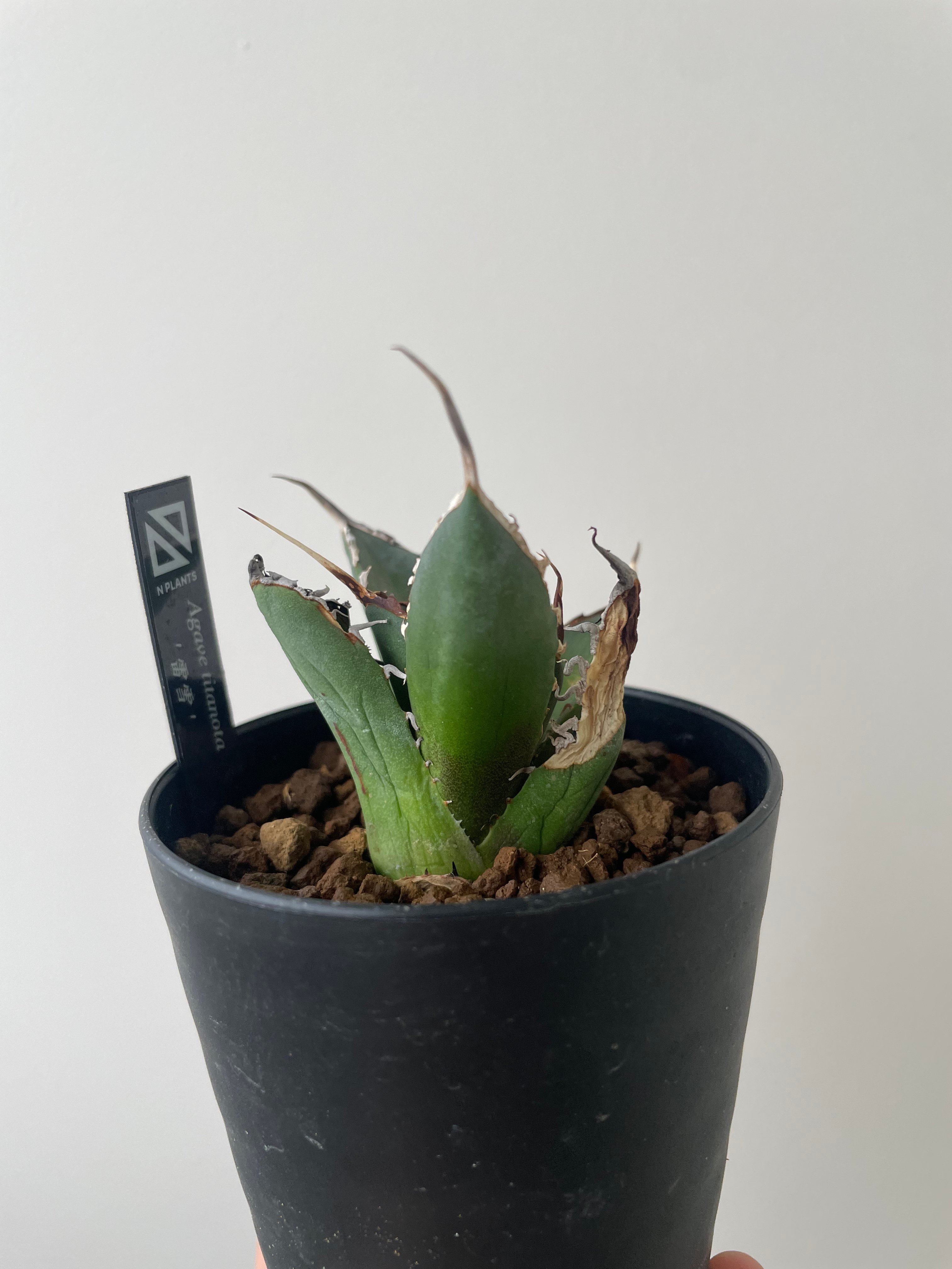 新着】Agave titanota 雷雪【N PLANTS産の極上苗】アガベ チタノタ |