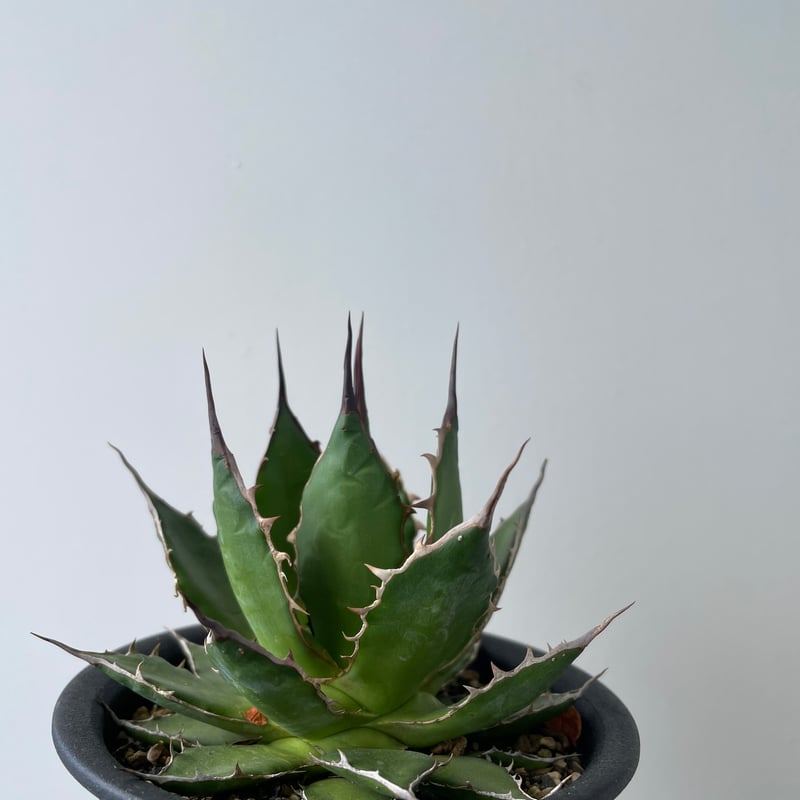 新着・長野県産】Agave Horrida 【間違えなく美しい優良株】 アガベ