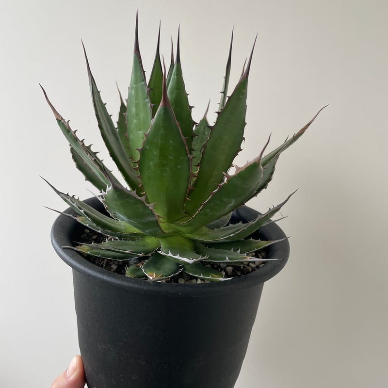 新着】Agave Horrida【国産の間違えなく美しい優良株】 アガベ ホリダ