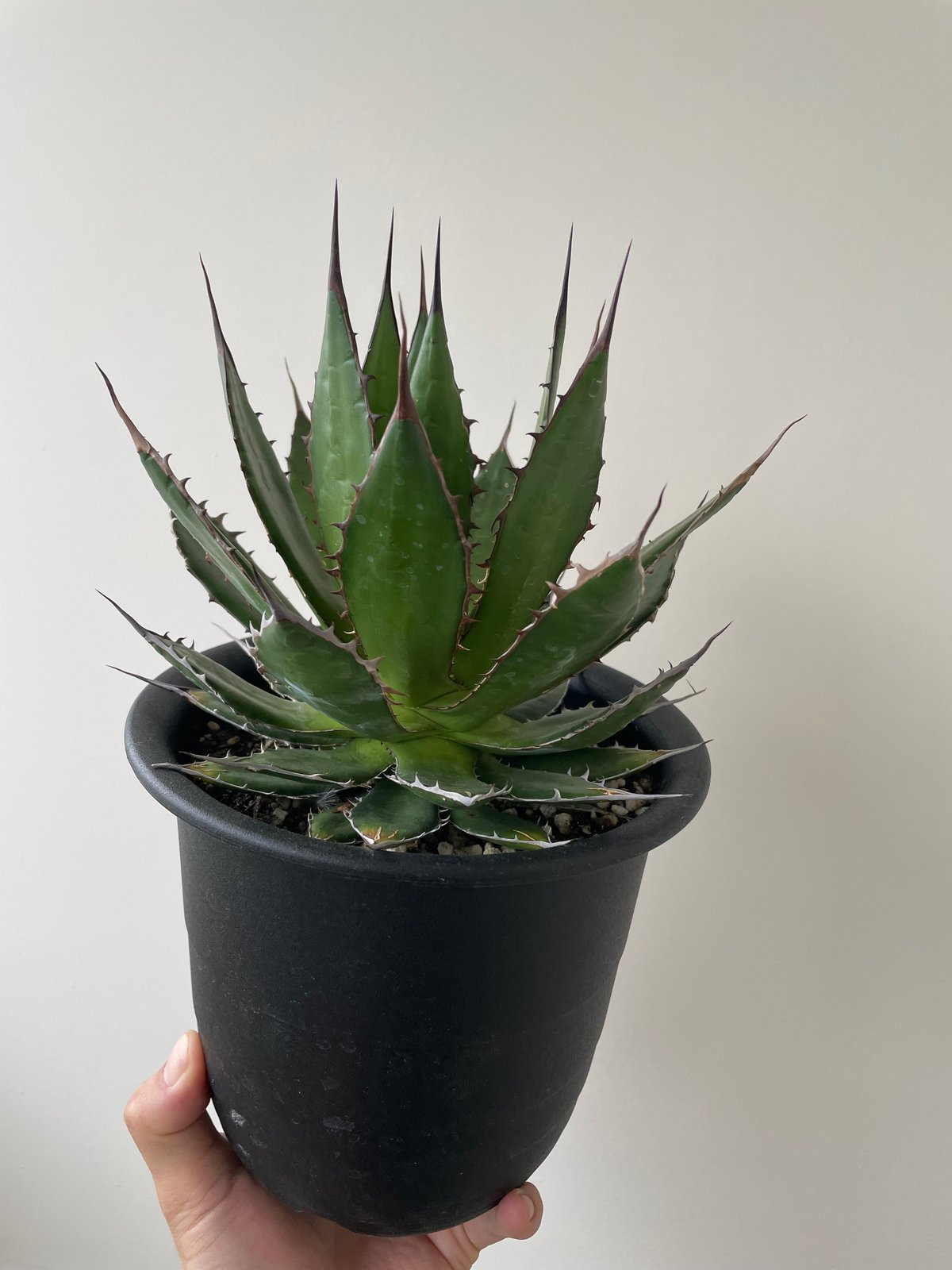 新着】Agave Horrida【国産の間違えなく美しい優良株】 アガベ ホリダ