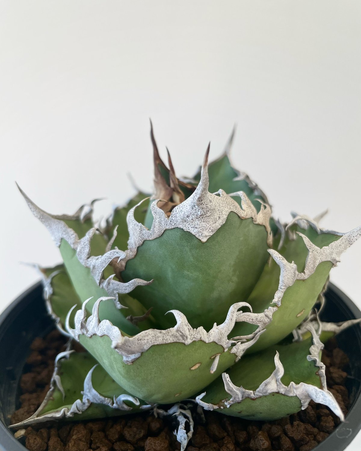 新着・極上逸品】Agave titanota Caesar 凱撒【台湾からの最高株 ... AGAVE TITANOTA CAESAR アガベ シーザー 凱撒 大株