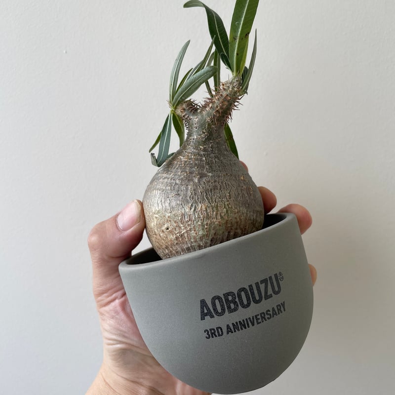 AOBOUZU 3rd Anniversary 植木鉢 グレー グラ専鉢 青坊主 sサイズ 2点