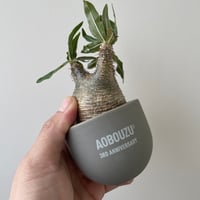 新着】deracinefactory 閑野淳氏 4【最高の陶器鉢・高さ9.3cm