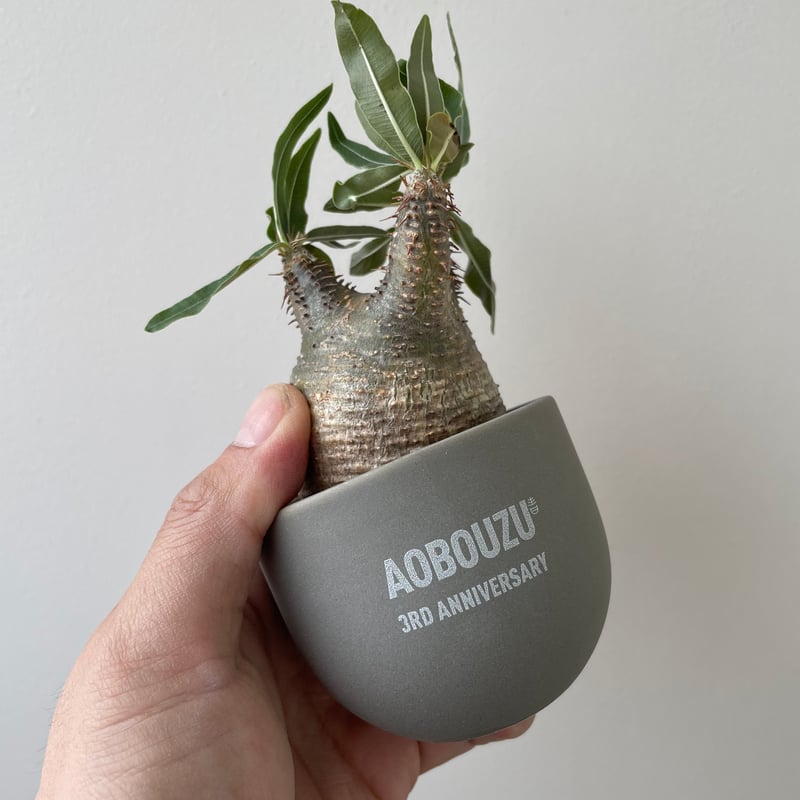 春の植え替え・発根チャレンジセット】グラキリスベアルート 春の植え替え・発根チャレンジセット】グラキリスベアルート