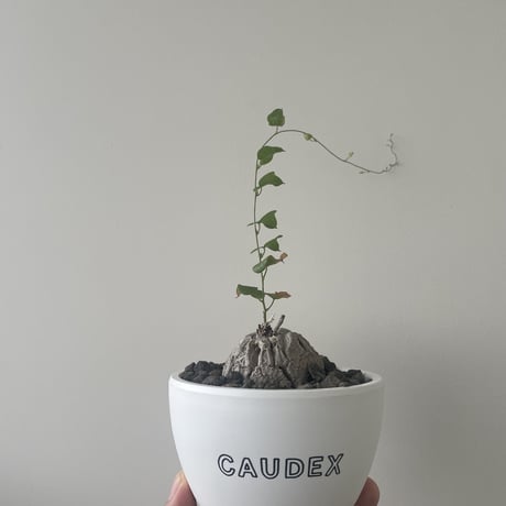 NEOFUK 塊根少女 恥ずかしく アート鉢 植物連鎖
