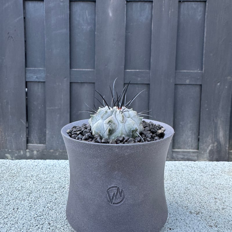 極上品】Copiapoa dealbata × VALIEM GHOST【俺の黒士冠】コピア
