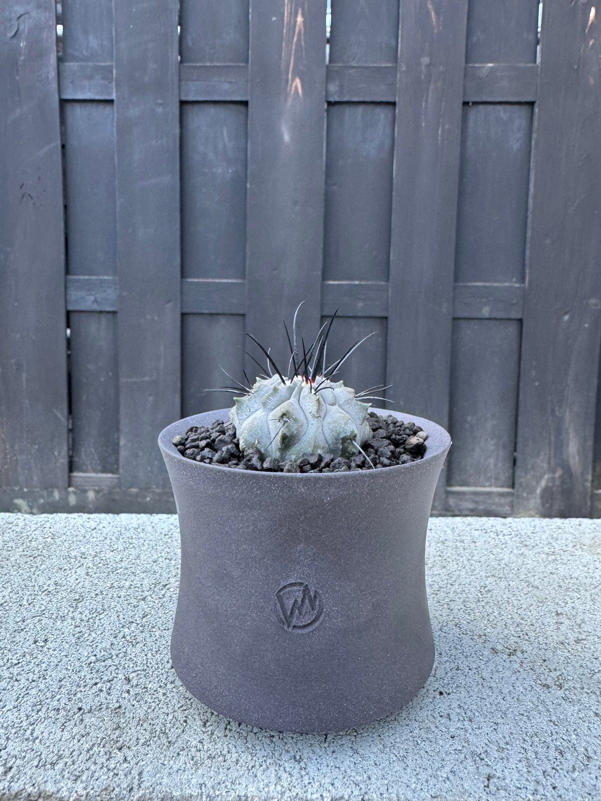 極上品】Copiapoa dealbata × VALIEM GHOST【俺の黒士冠】コピア