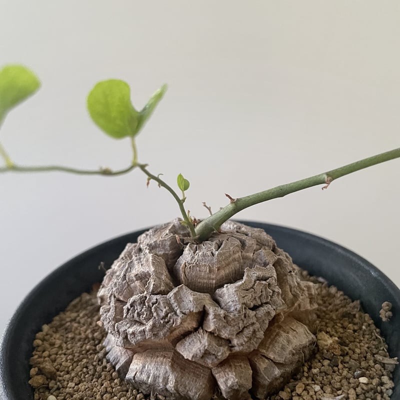 グラキリス 2頭 超良型 超特選 【公式通販】