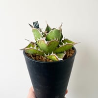 新着】Agave titanota Hades 1【台湾・TONYトニー】アガべ 新着】Agave titanota Hades 1【台湾・TONYトニー】アガべ