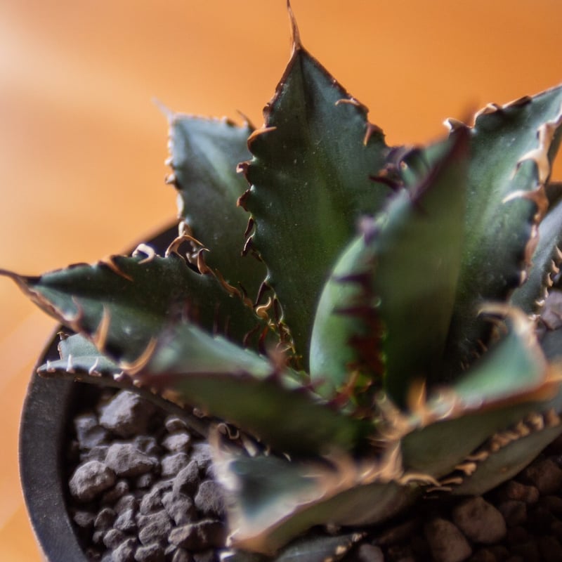 新着】Agave titanota Red Catweezle 1 × VALIEM ACT