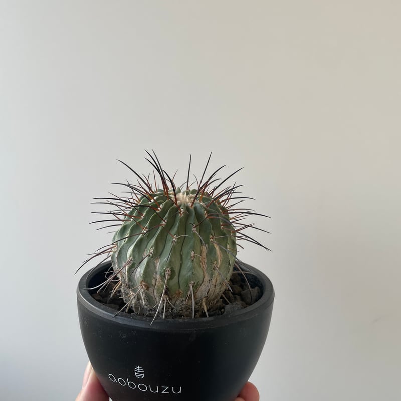 新着】Copiapoa cinerea v. dealbata【黒士冠 】 コピアポア デア