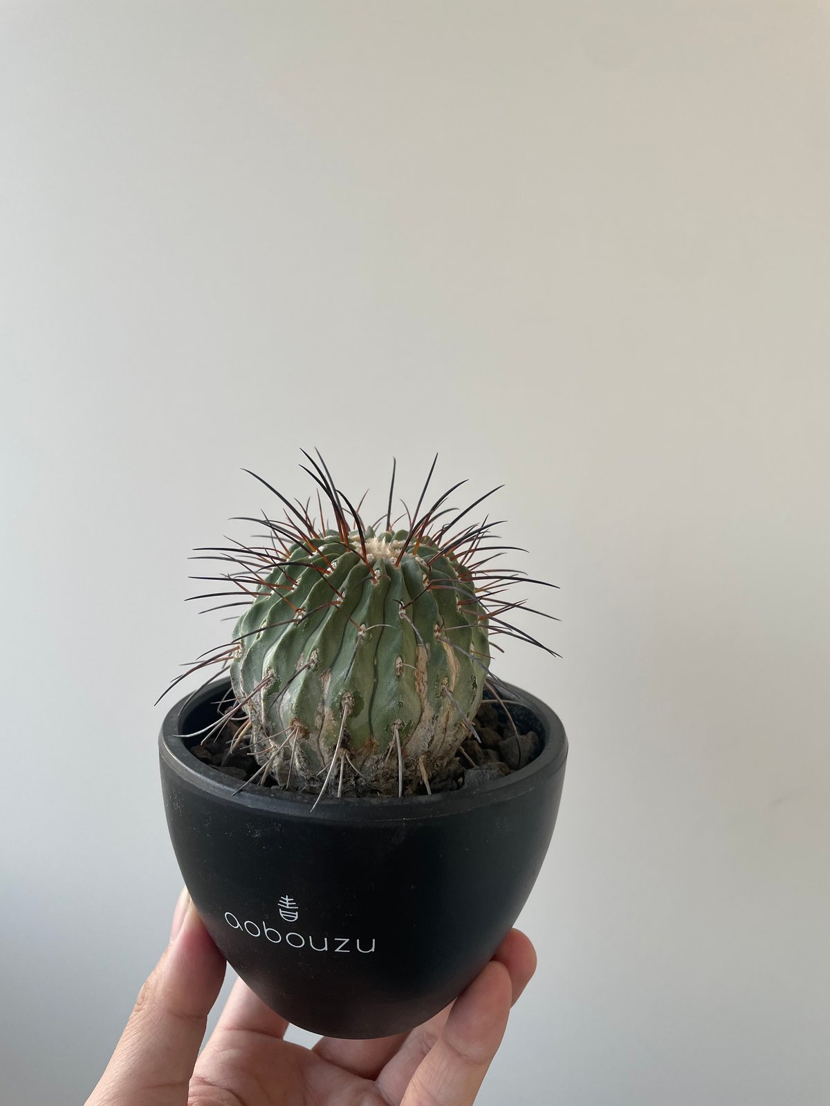 コピアポア　デアルバータ　黒士冠　カキコ　自根 発根済み コピアポア デアルバータ 黒士冠 カキコ自根 鉢ごと