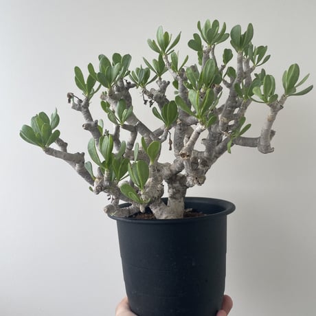 【極上逸品】Othonna furcata 【白肌美しい冬型塊根植物】 オトンナ フルカタ